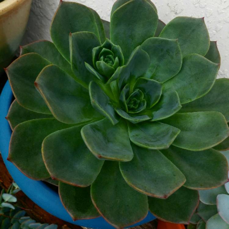 plant image 719051