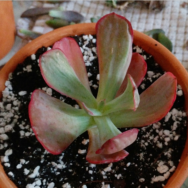 plant image 738300