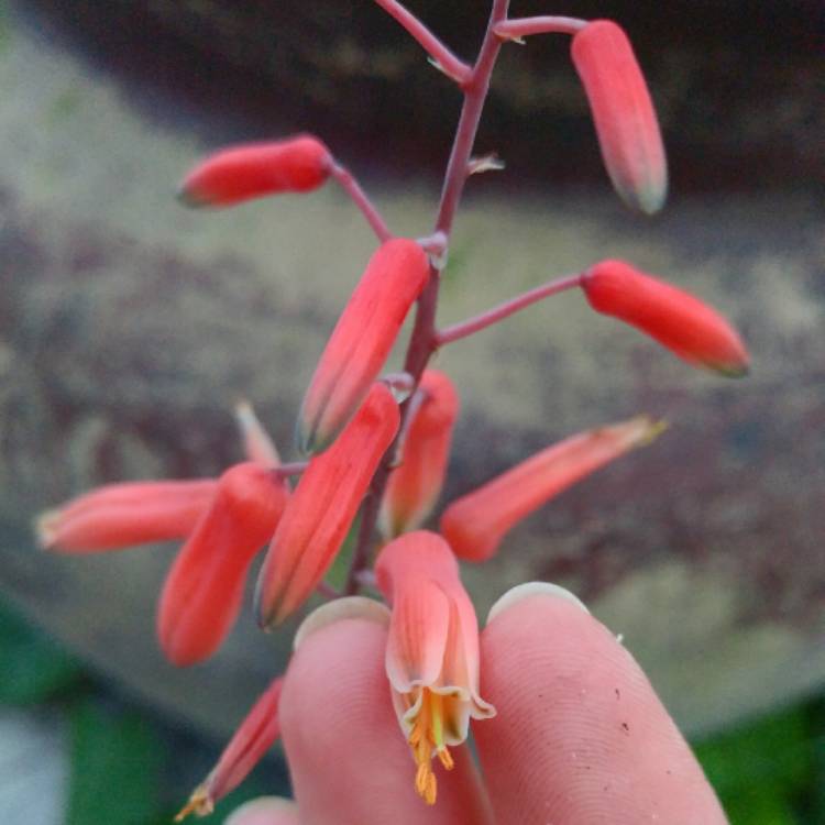 plant image 742073 plant image 742073