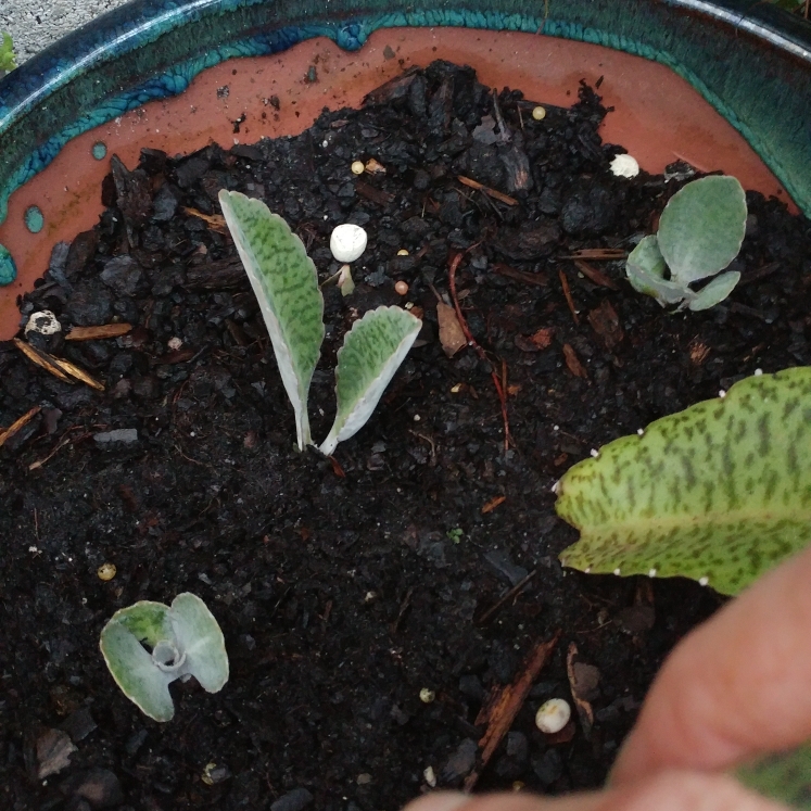 plant image 742076 plant image 742076
