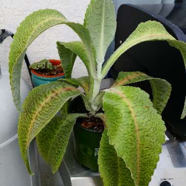 Kalanchoe Gastonis-bonnieri