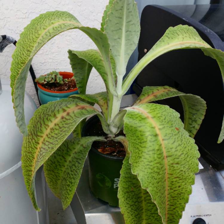 plant image 743397 plant image 743397