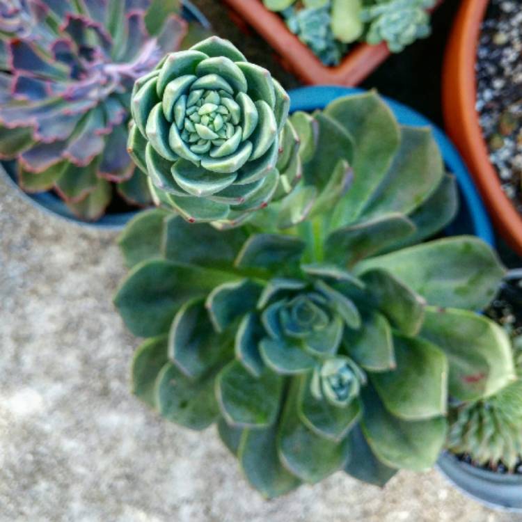 plant image 780511