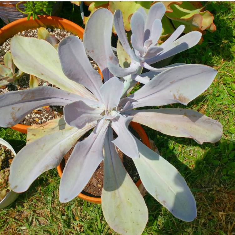 plant image 786247 plant image 786247