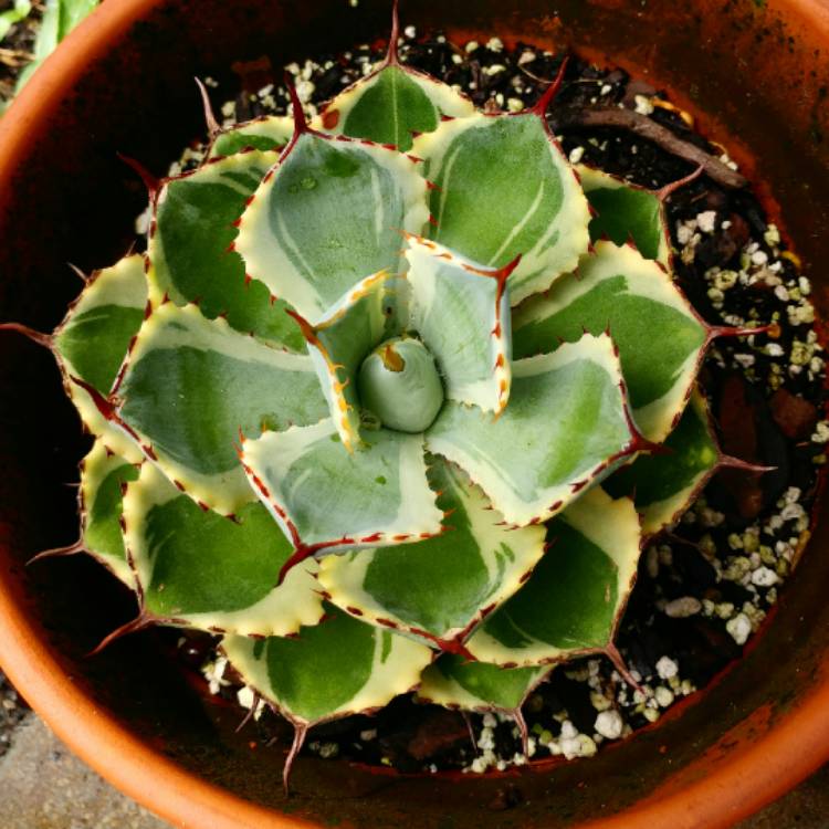 plant image 804191 plant image 804191