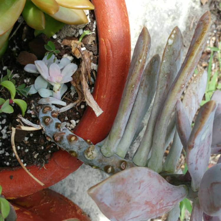 plant image 834395 plant image 834395