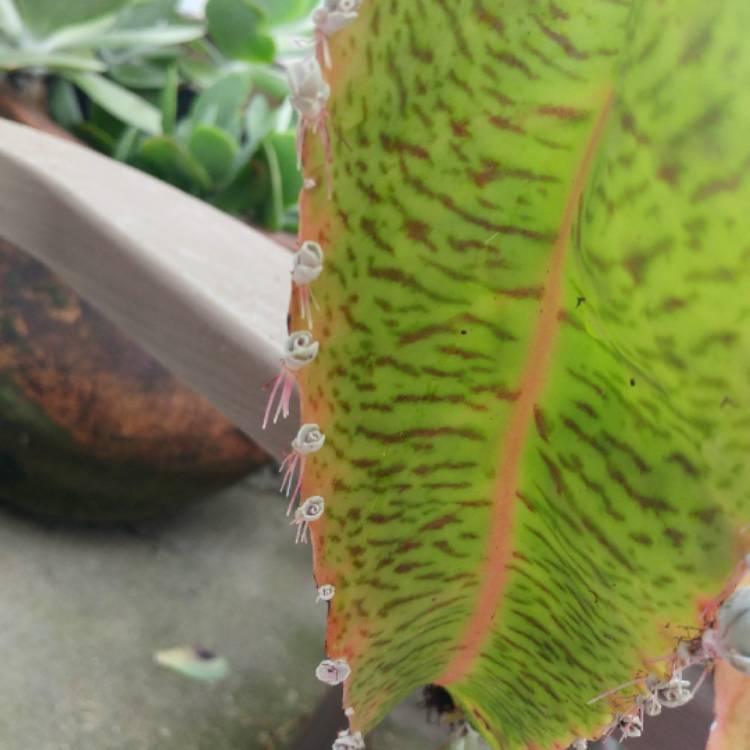 plant image 838656 plant image 838656