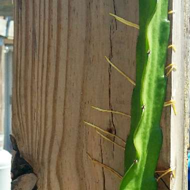Hylocereus undatus
