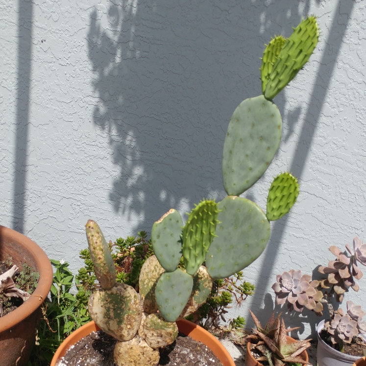 plant image 861046 plant image 861046