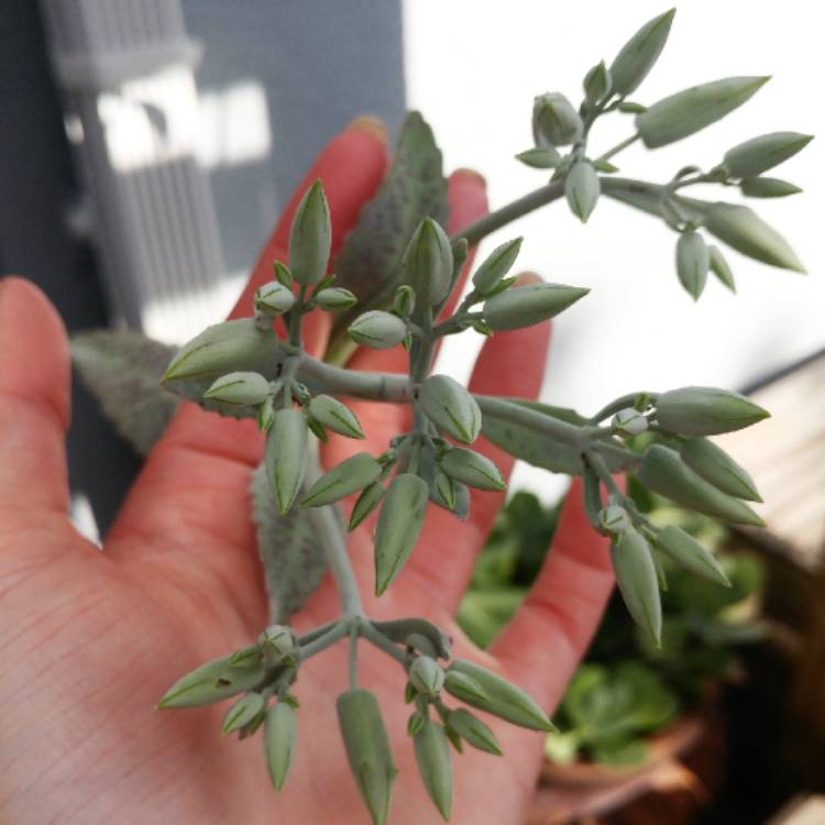 plant image 873329 plant image 873329