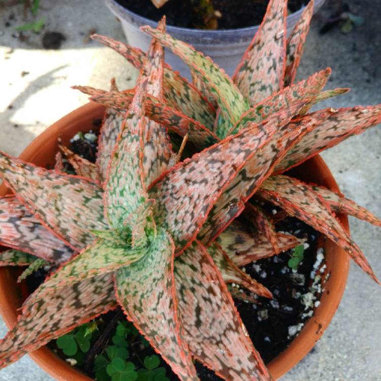 plant image 873331 plant image 873331