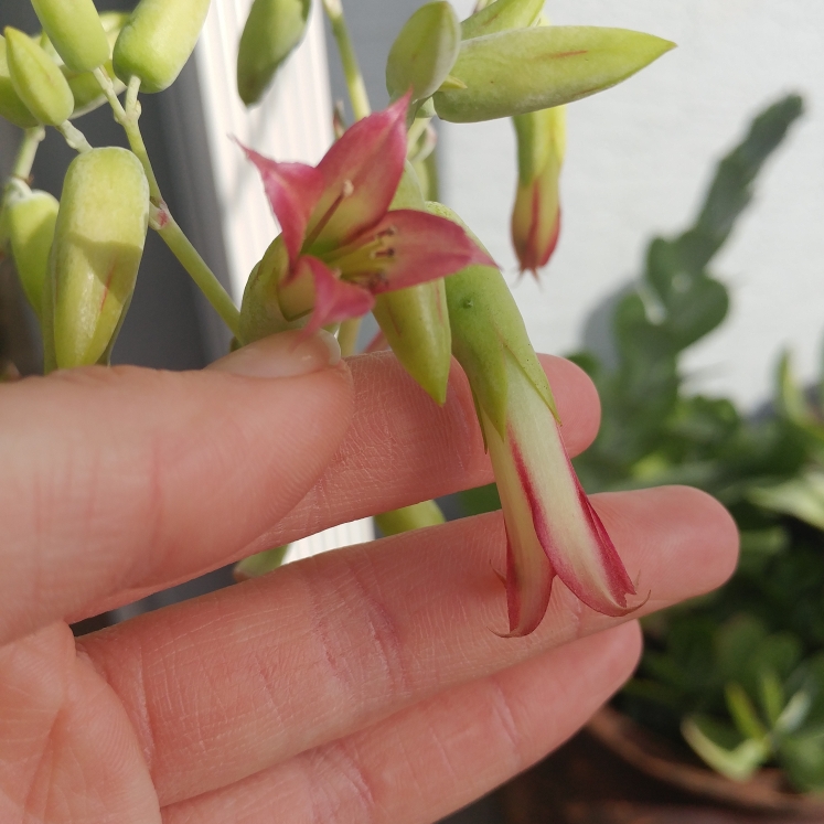 plant image 887984 plant image 887984