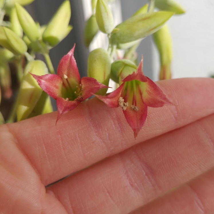 plant image 887985 plant image 887985