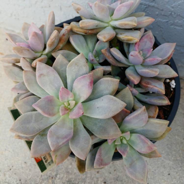 plant image 890975 plant image 890975