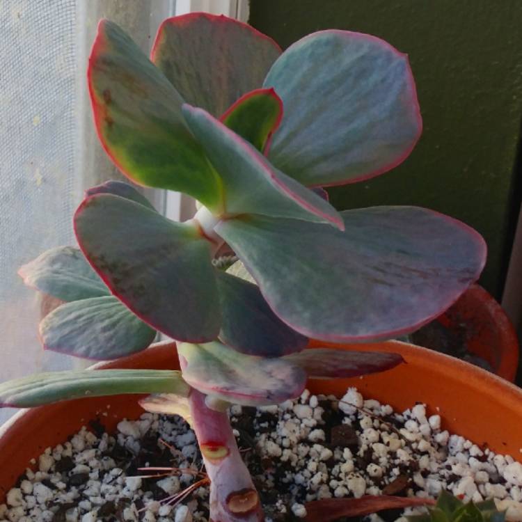 plant image 891107