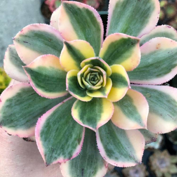 plant image 891108
