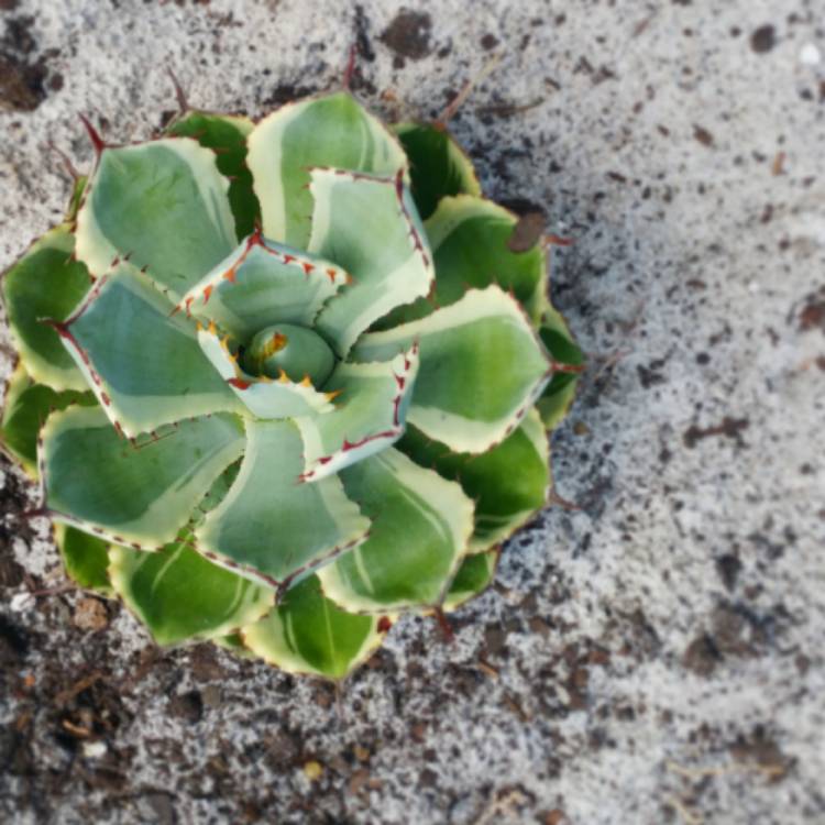 plant image 891636 plant image 891636