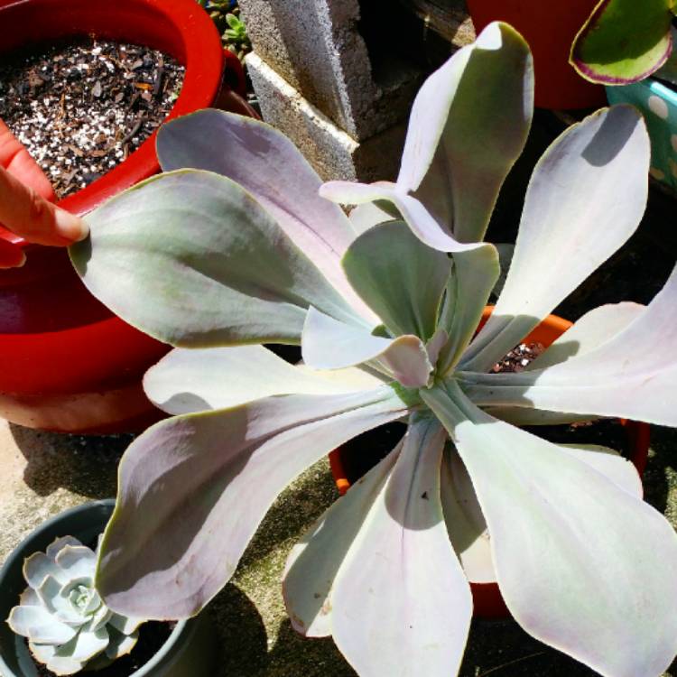 plant image 897440 plant image 897440