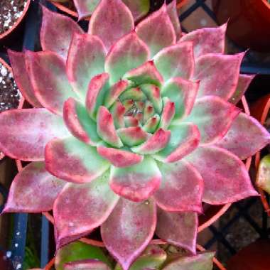 Echeveria Agavoides Frank Reinelt