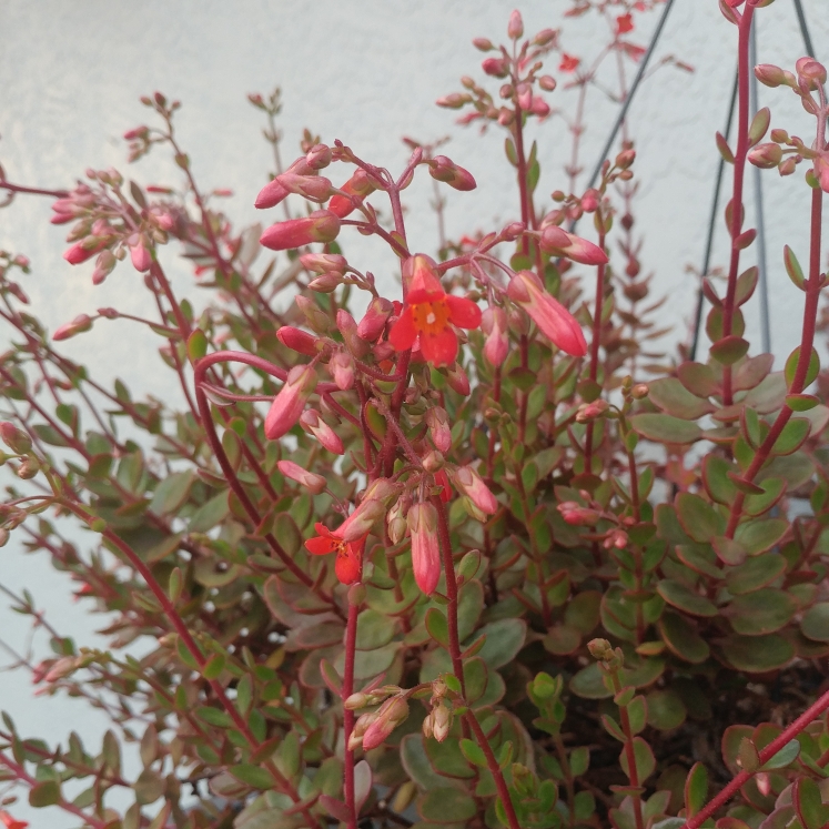 Plant image Kalanchoe manginii 'Wendy'