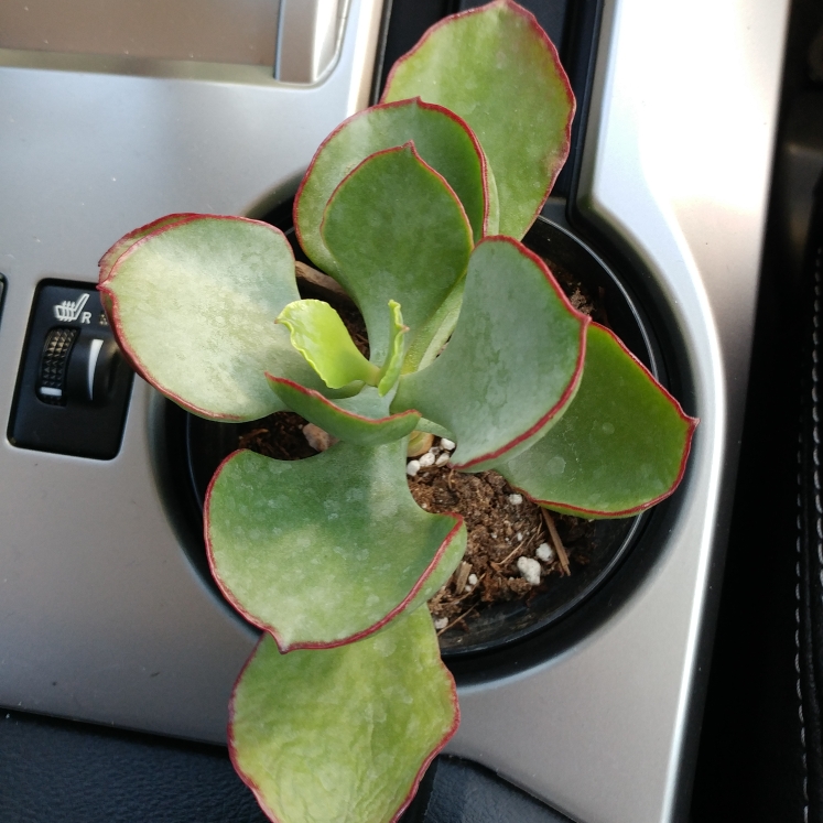 Plant image Cotyledon Hybrid 'Mint Truffles'