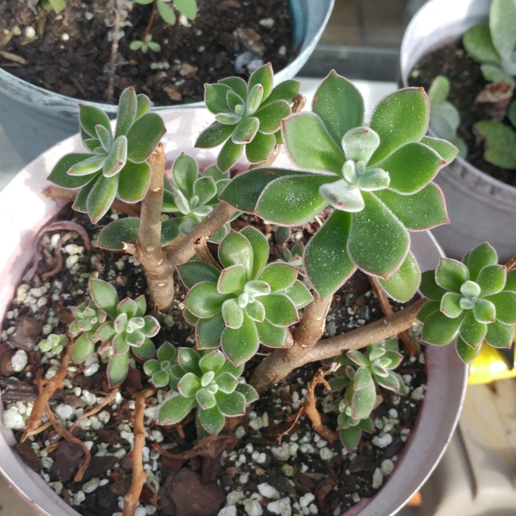 plant image 915274