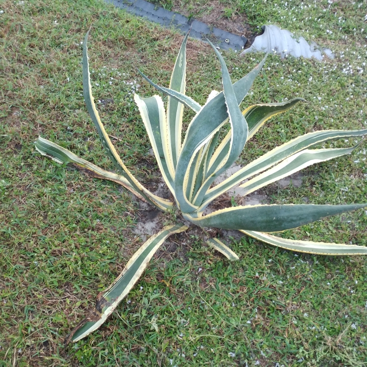 plant image 915294