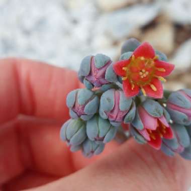 x Pachyveria Clavifolia