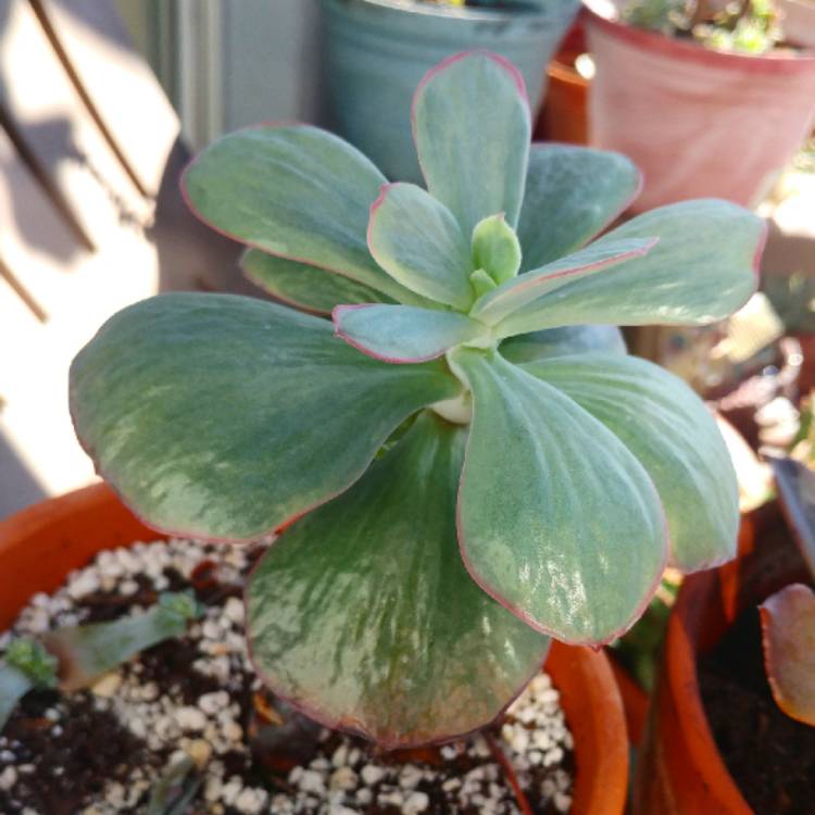plant image 916675