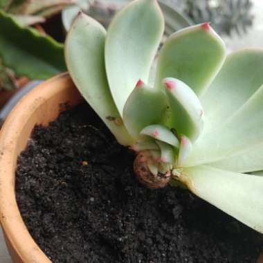 Echeveria Colorata fa. Brandtii