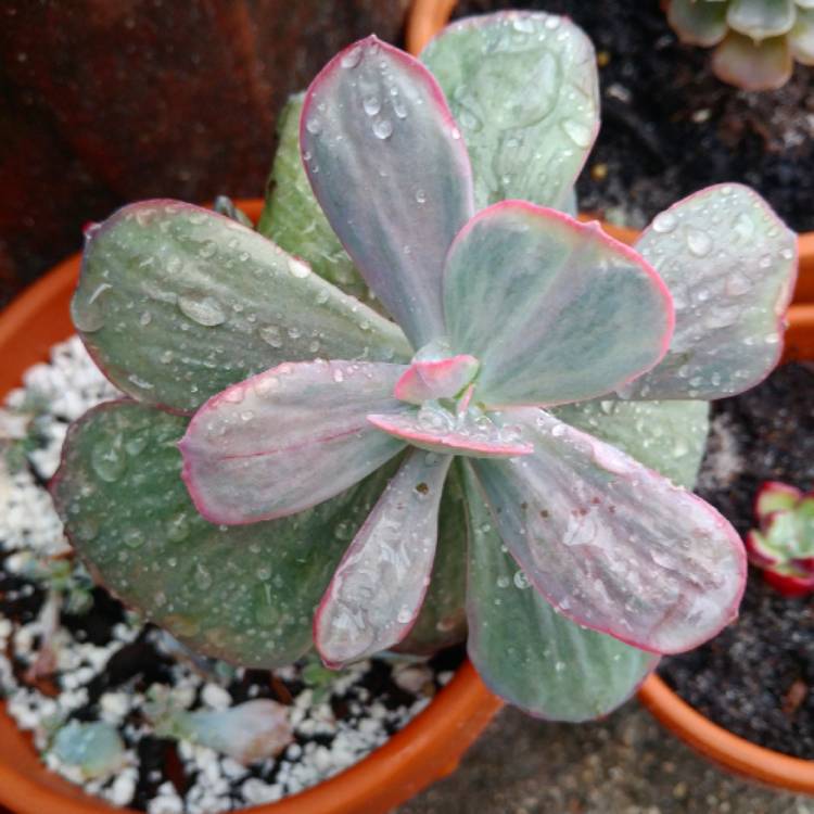 plant image 928238