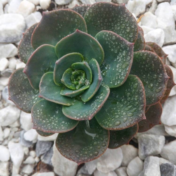 plant image 931639