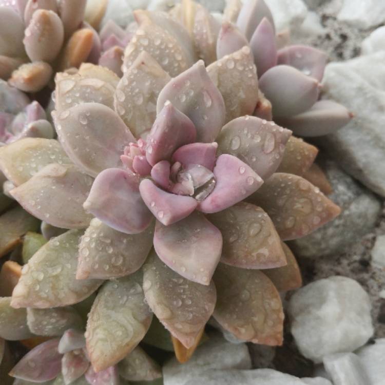 plant image 931640 plant image 931640