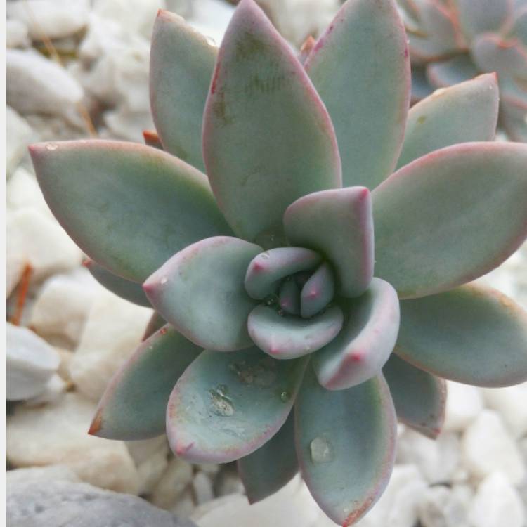 plant image 931641