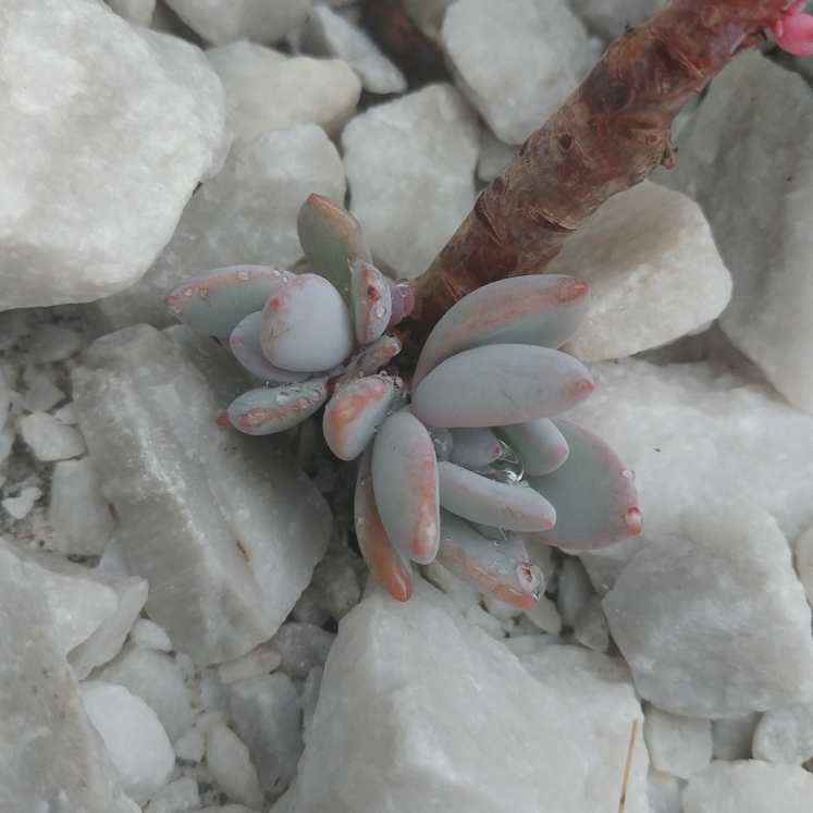 plant image 931642