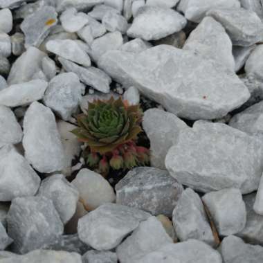 Sempervivum Pacific Blue Ice