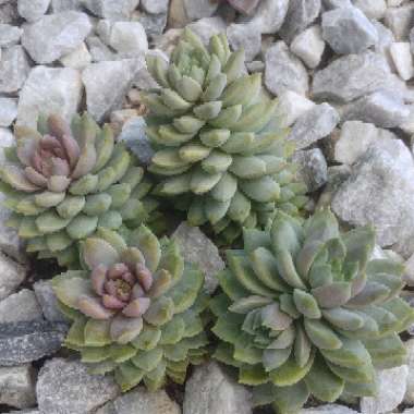 xSedeveria Lilac Mist