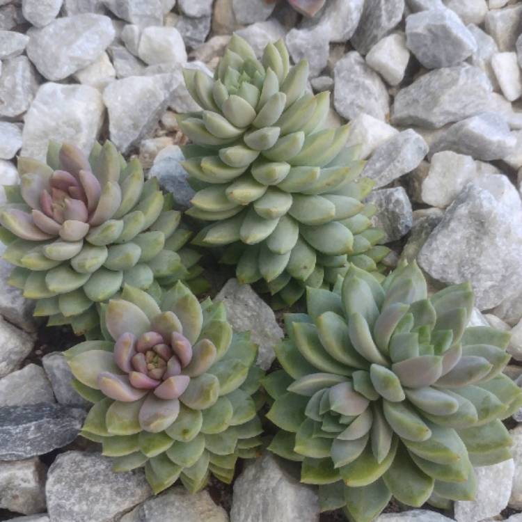 plant image 937235