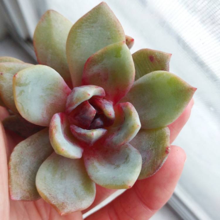 Echeveria Champagne, Echeveria 'Champagne' - uploaded by @Dazenrue2