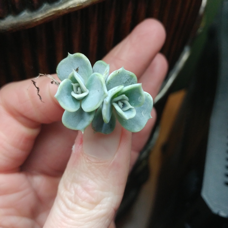 plant image 938996