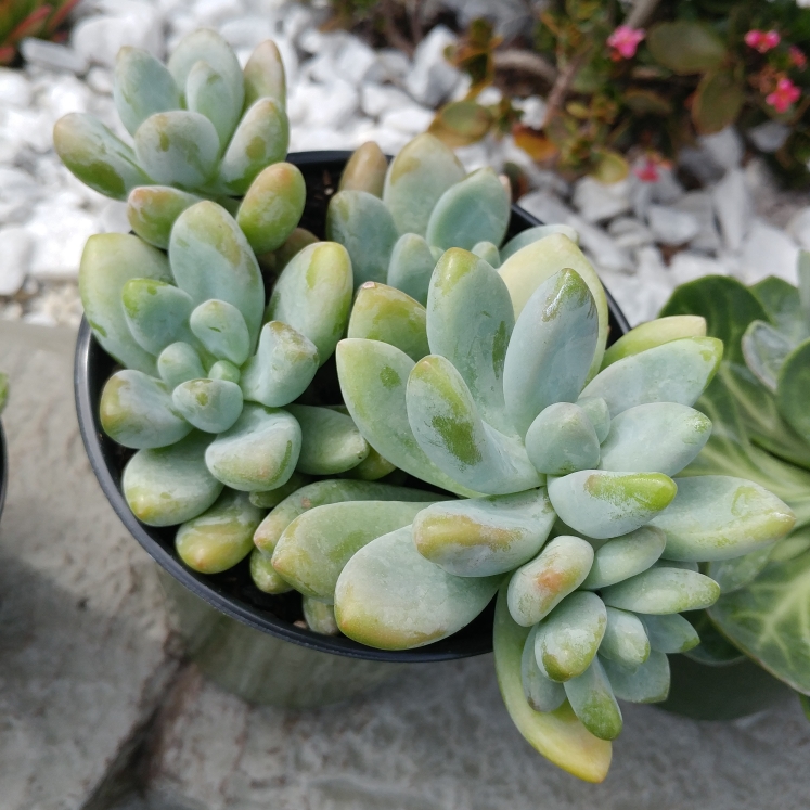 Plant image xSedeveria Blue Giant