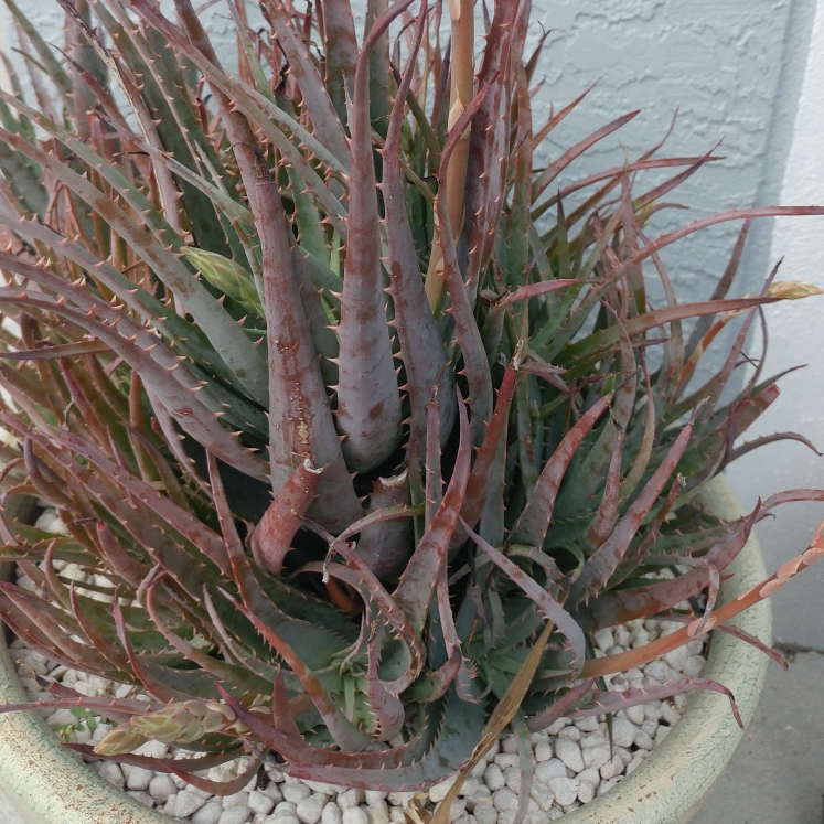 Plant image Aloe 'Blue Elf'