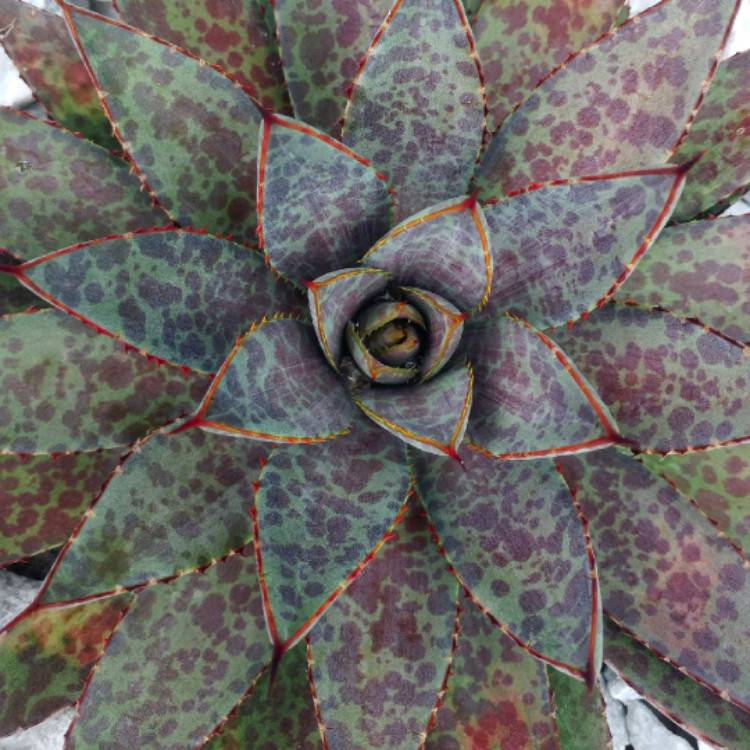 plant image 953294 plant image 953294