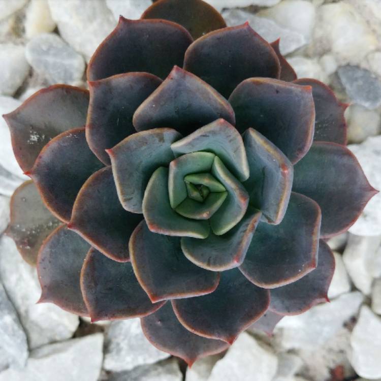 plant image 953297