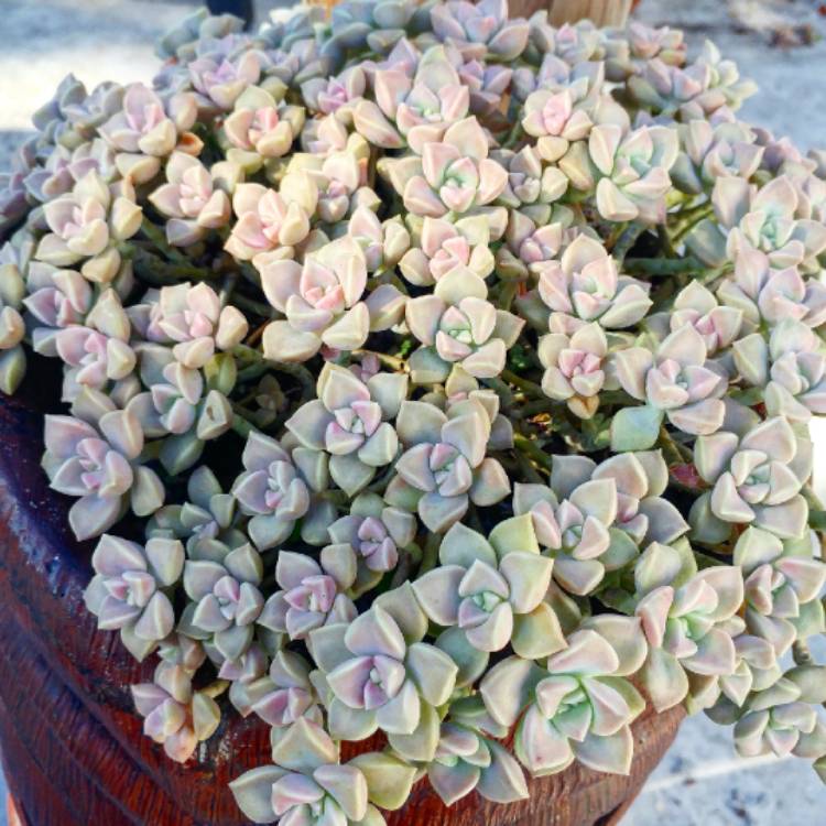 Graptopetalum Paraguayense Subsp Bernalense Ghost Plant Uploaded By Dazenrue