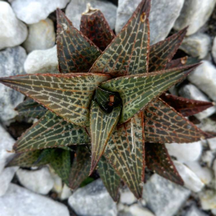 plant image 955055