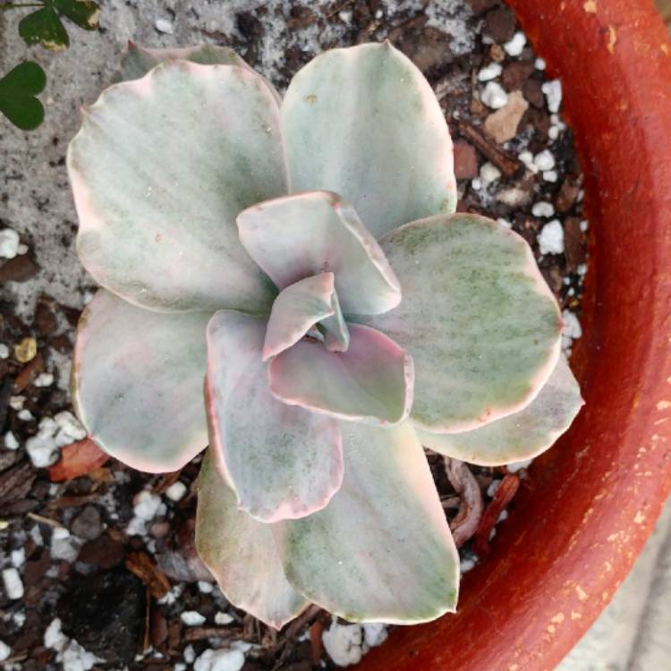 Plant image Echeveria Decora