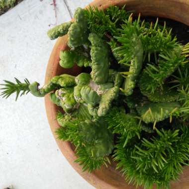 Opuntia subulata Cristata