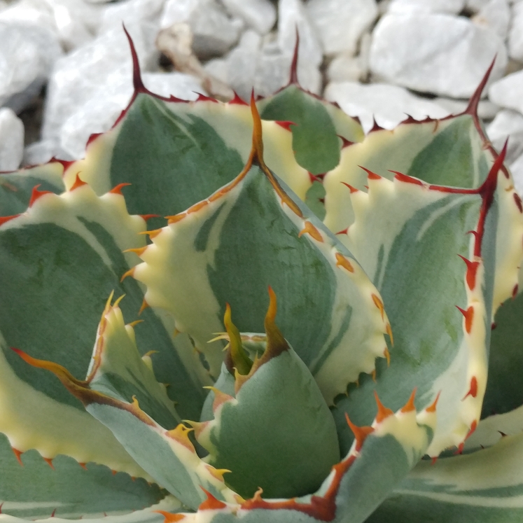 plant image 962845 plant image 962845