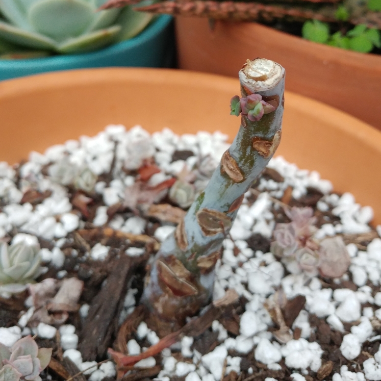 plant image 962846